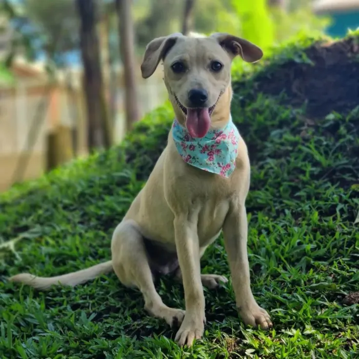 Cachorro ra a SRD idade 7 a 11 meses nome BLANC
