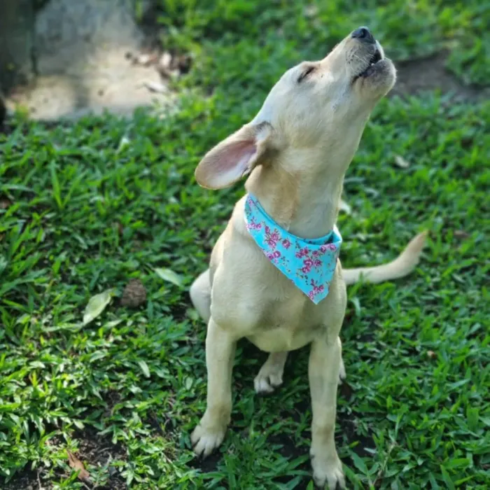 Cachorro ra a SRD idade 7 a 11 meses nome BLANC