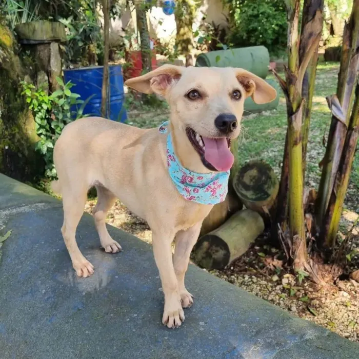 Cachorro ra a SRD idade 7 a 11 meses nome BLANC
