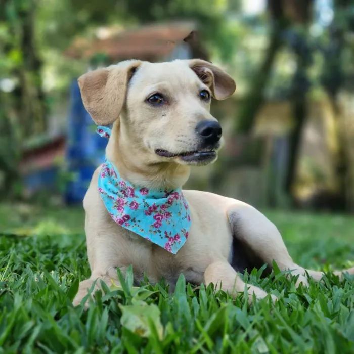 Cachorro ra a SRD idade 7 a 11 meses nome BLANC