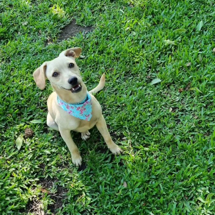 Cachorro ra a SRD idade 7 a 11 meses nome BLANC