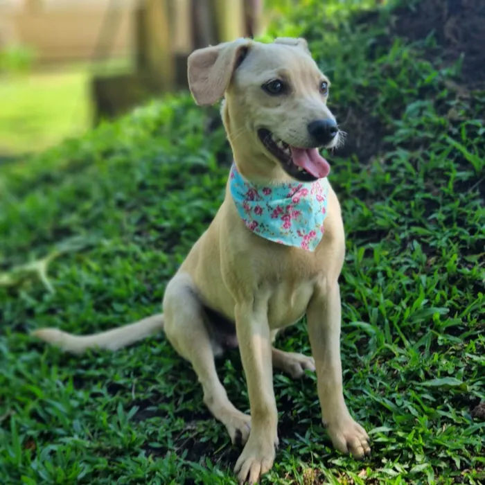 Cachorro ra a SRD idade 7 a 11 meses nome BLANC