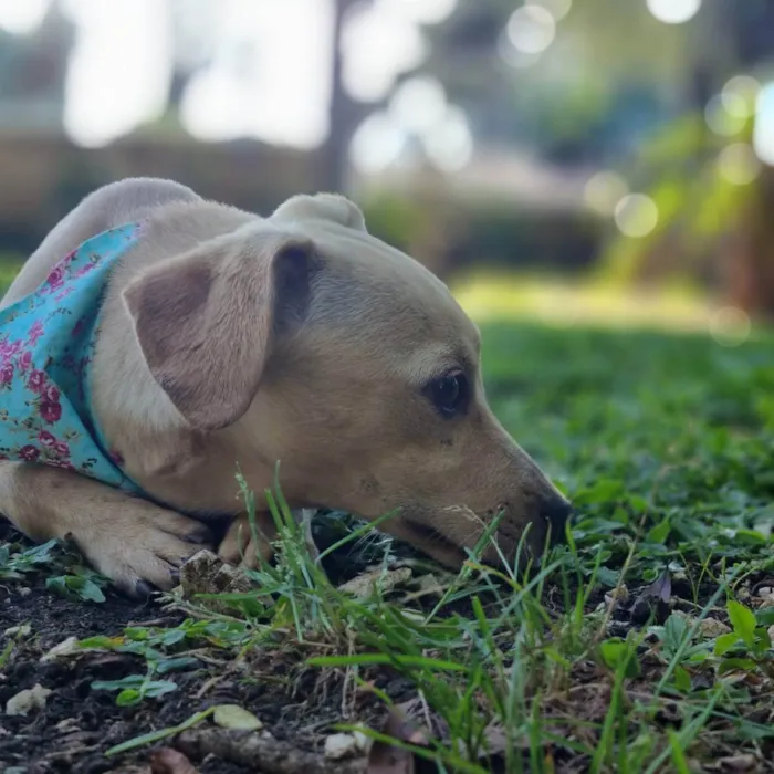 Cachorro ra a SRD idade 7 a 11 meses nome BLANC