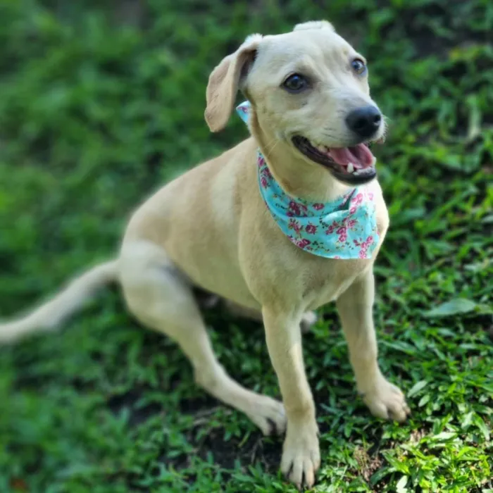 Cachorro ra a SRD idade 7 a 11 meses nome BLANC