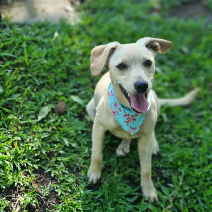 Cachorro ra a SRD idade 7 a 11 meses nome BLANC