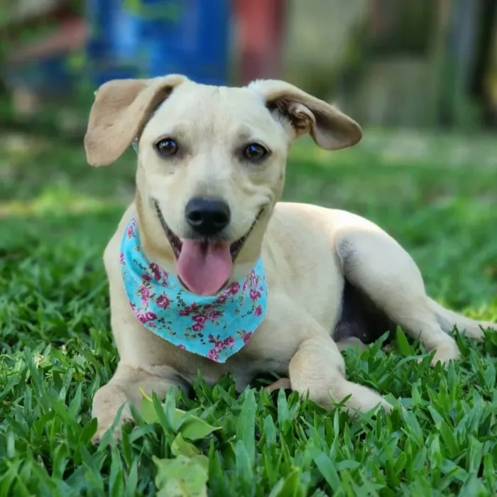 Cachorro ra a SRD idade 7 a 11 meses nome BLANC