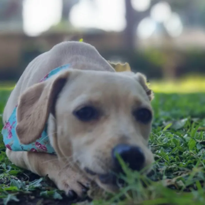 Cachorro ra a SRD idade 7 a 11 meses nome BLANC