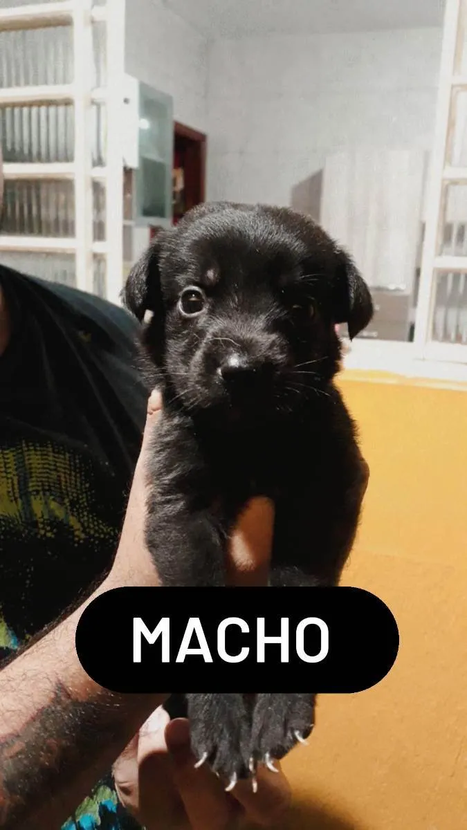 Cachorro ra a RND idade Abaixo de 2 meses nome Sem nos nomes ainda
