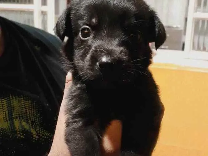 Cachorro ra a RND idade Abaixo de 2 meses nome Sem nos nomes ainda