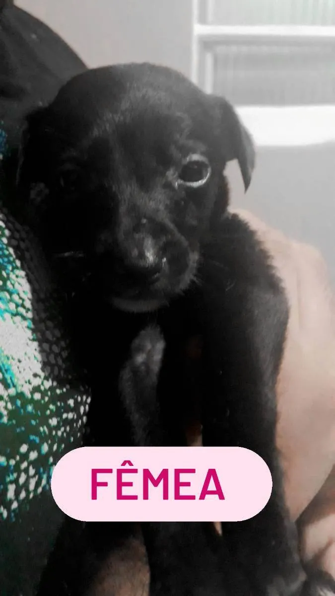 Cachorro ra a RND idade Abaixo de 2 meses nome Sem nos nomes ainda