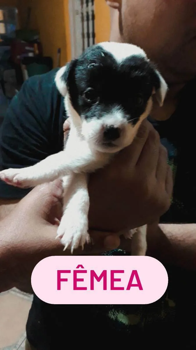 Cachorro ra a RND idade Abaixo de 2 meses nome Sem nos nomes ainda