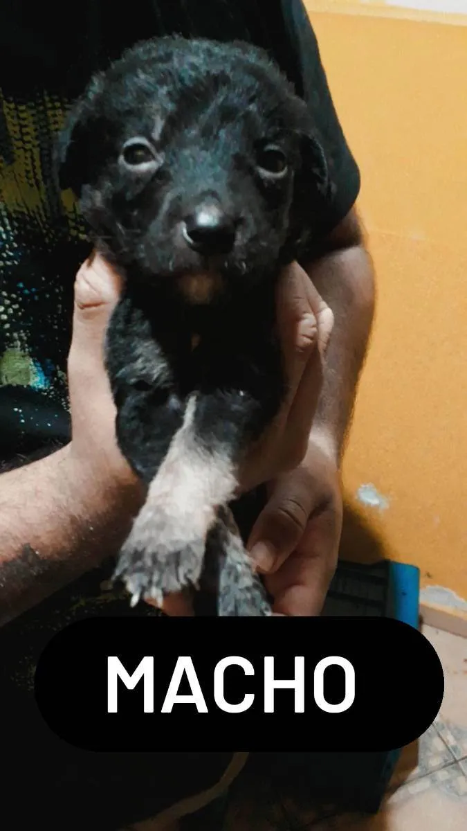Cachorro ra a RND idade Abaixo de 2 meses nome Sem nos nomes ainda