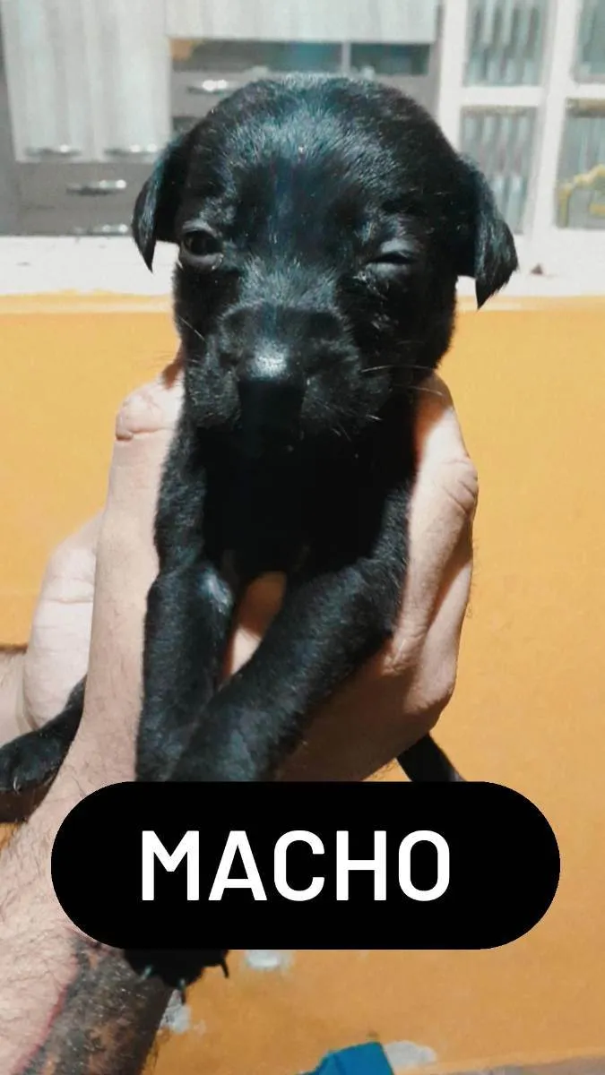 Cachorro ra a RND idade Abaixo de 2 meses nome Sem nos nomes ainda