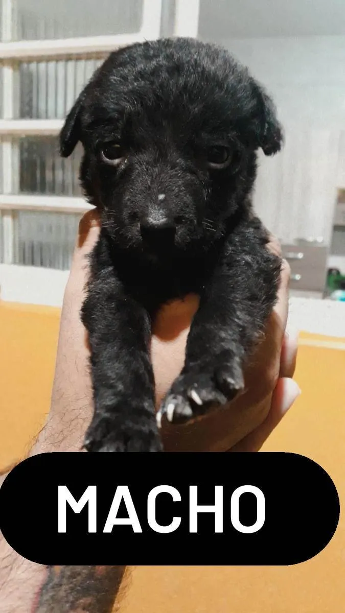Cachorro ra a RND idade Abaixo de 2 meses nome Sem nos nomes ainda