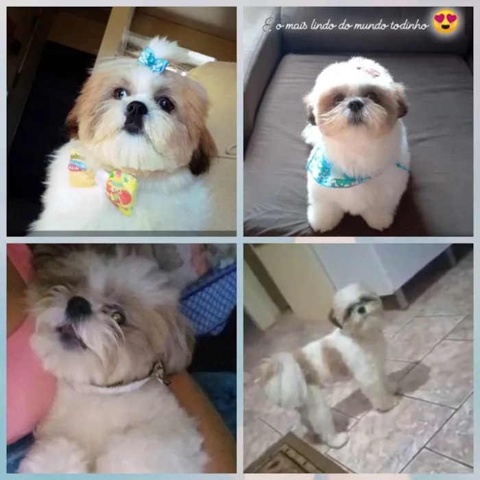 Cachorro ra a Shih-tzu idade 2 anos nome GABRIEL