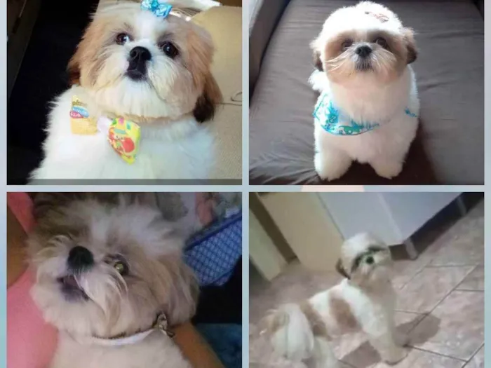 Cachorro ra a Shih-tzu idade 2 anos nome GABRIEL
