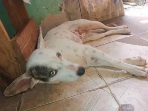 Cachorro raça Mestiça  idade 7 a 11 meses nome Menina