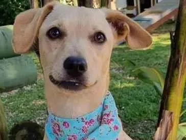 Cachorro ra a SRD idade 7 a 11 meses nome BLANC