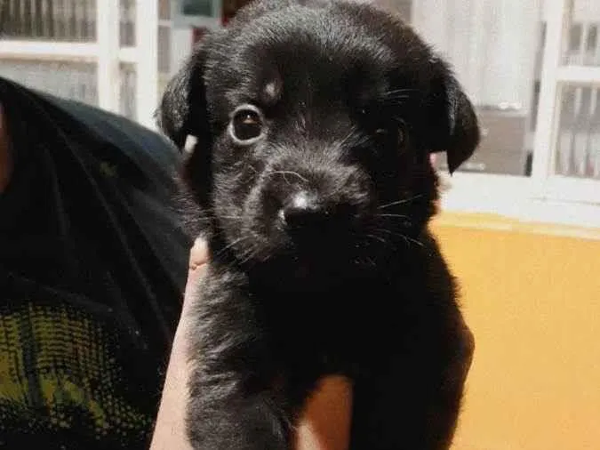 Cachorro ra a RND idade Abaixo de 2 meses nome Sem nos nomes ainda