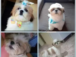 Cachorro raça Shih-tzu idade 2 anos nome GABRIEL