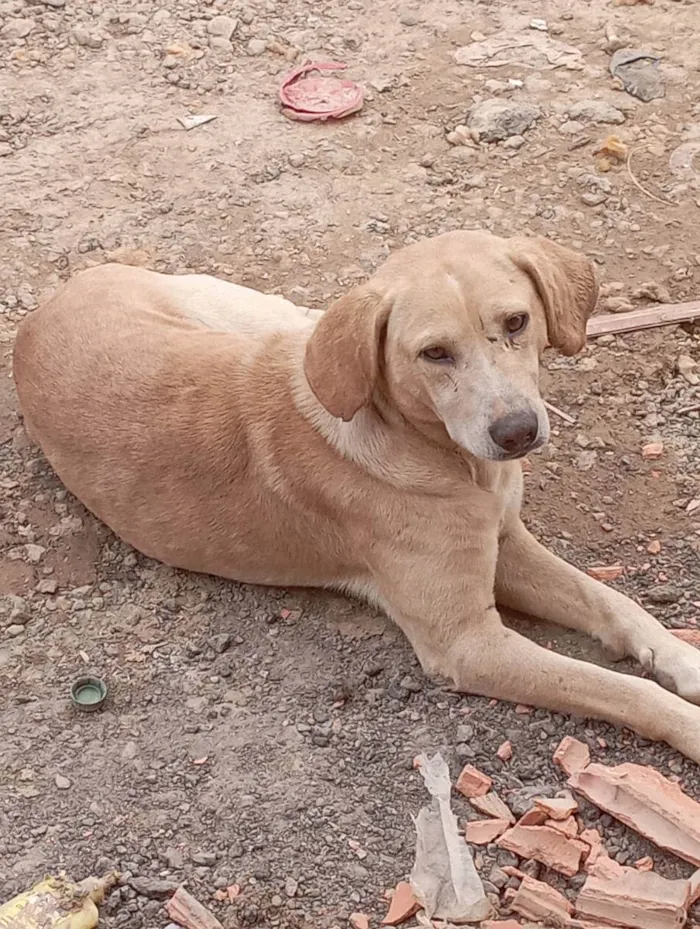 Cachorro ra a Mistura de Labrador idade 3 anos nome Pitoco