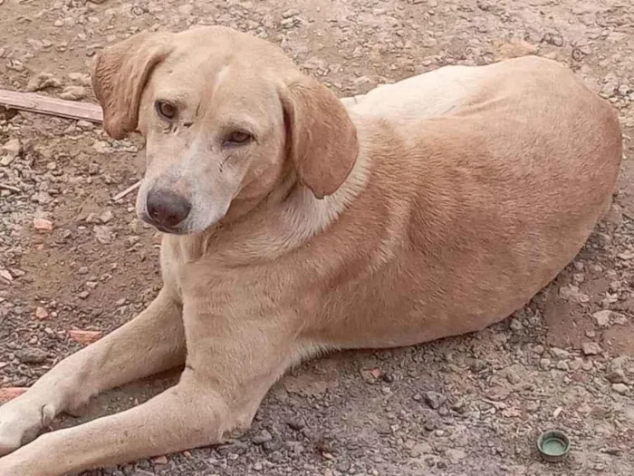 Cachorro ra a Mistura de Labrador idade 3 anos nome Pitoco