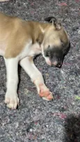 Cachorro raça RND idade 2 a 6 meses nome Apollo