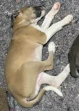 Cachorro raça RND idade 2 a 6 meses nome Apollo