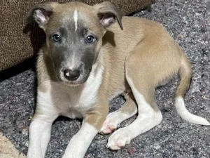 Cachorro raça RND idade 2 a 6 meses nome Apollo