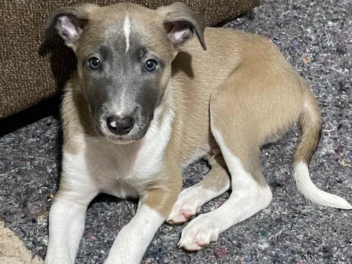 Cachorro raça RND idade 2 a 6 meses nome Apollo