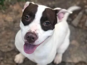 Cachorro raça Pitbull com vira-lata  idade 2 anos nome Aslam 
