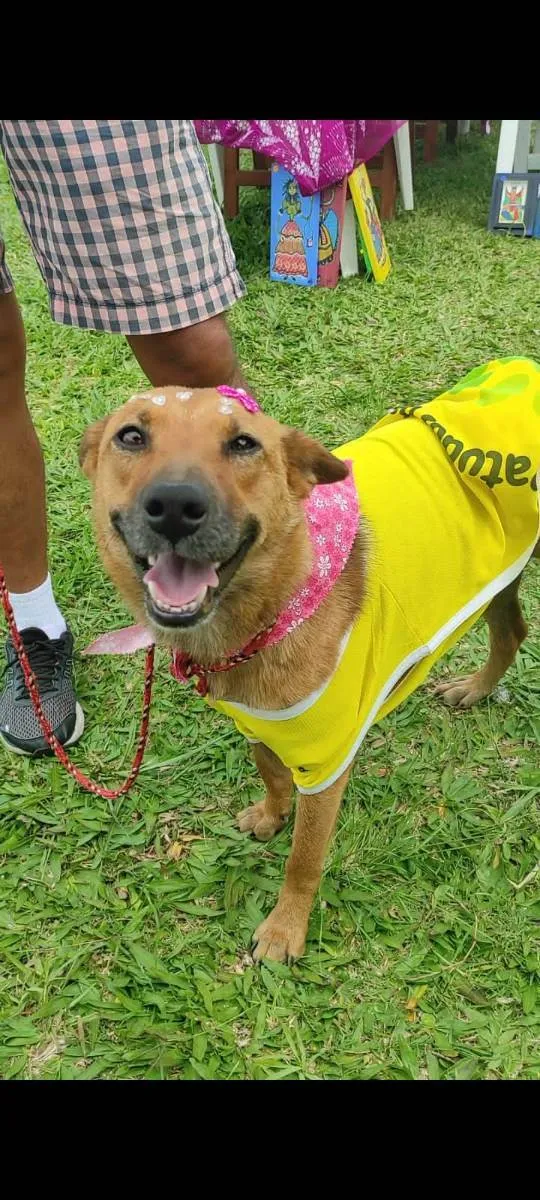Cachorro ra a SRD idade 1 ano nome Lobinha