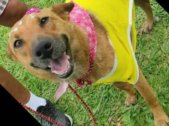 Cachorro ra a SRD idade 1 ano nome Lobinha