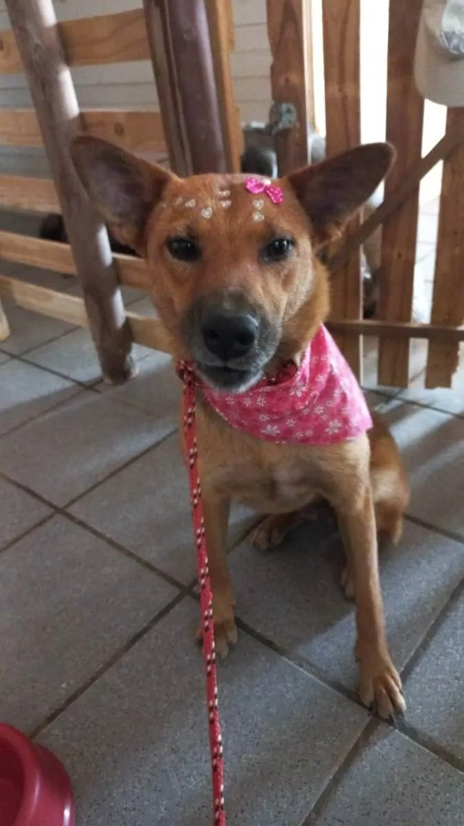Cachorro ra a SRD idade 1 ano nome Lobinha