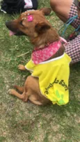 Lobinha
