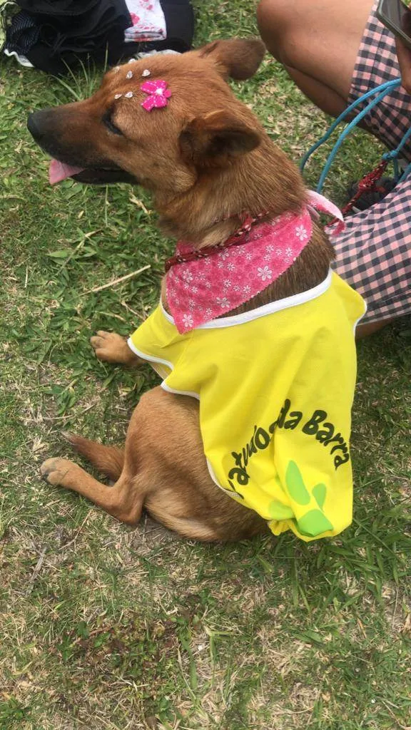 Cachorro ra a SRD idade 1 ano nome Lobinha