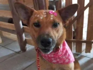 Cachorro raça SRD idade 1 ano nome Lobinha