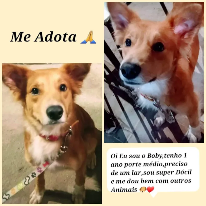 Cachorro ra a Vira-lata idade 1 ano nome Boby