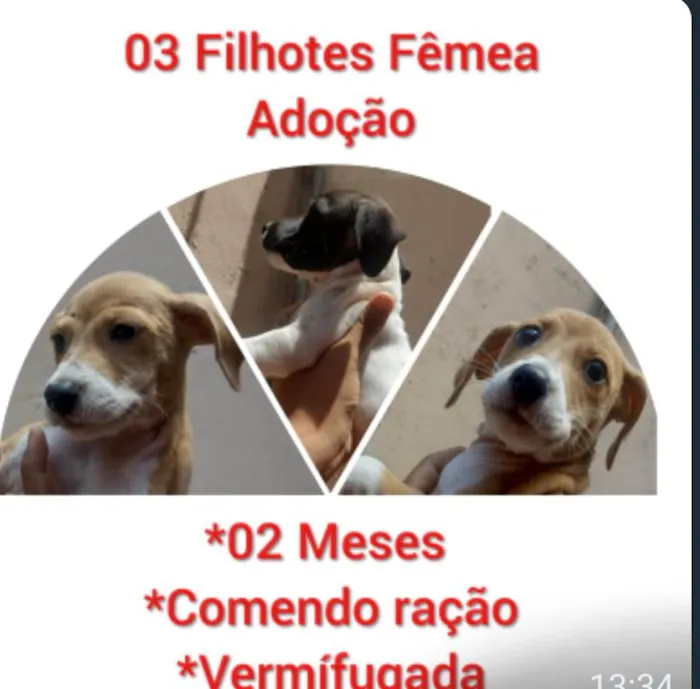 Cachorro ra a Sem raça definida  idade 2 a 6 meses nome Caramelo 