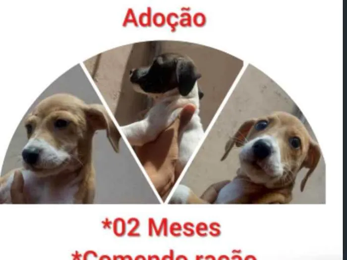 Cachorro ra a Sem raça definida  idade 2 a 6 meses nome Caramelo 