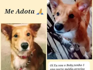 Cachorro raça Vira-lata idade 1 ano nome Boby