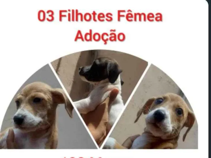 Cachorro ra a Sem raça definida  idade 2 a 6 meses nome Caramelo 