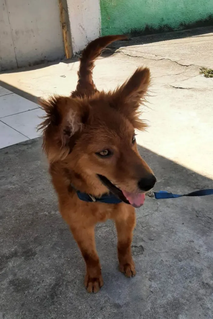 Cachorro ra a Srd idade 7 a 11 meses nome Jully