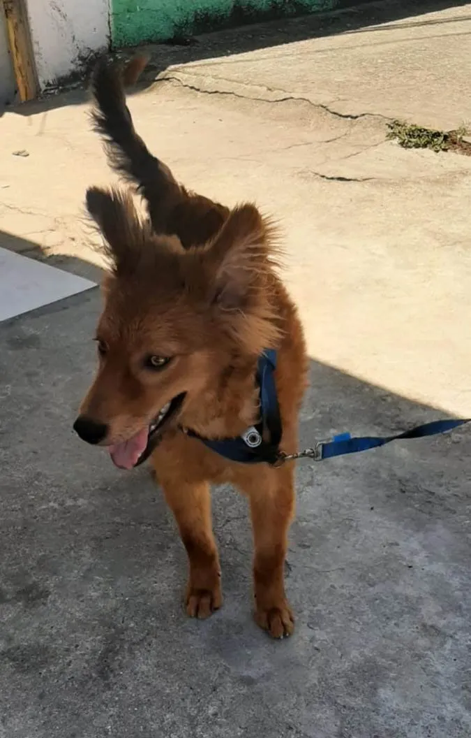 Cachorro ra a Srd idade 7 a 11 meses nome Jully