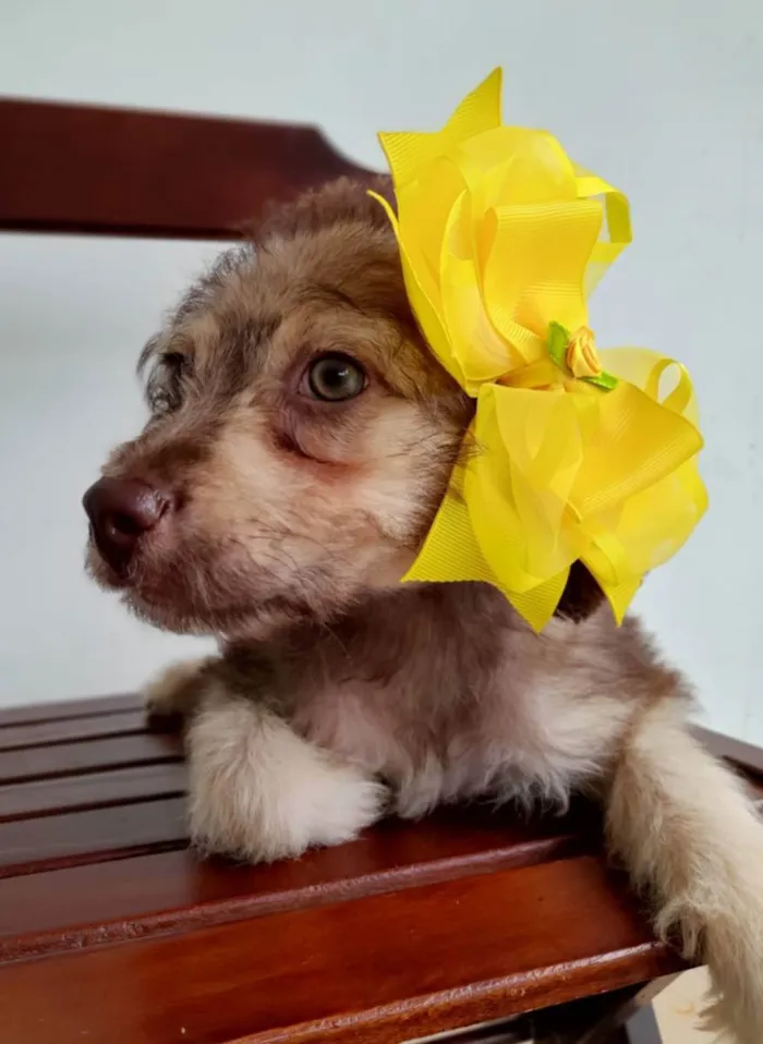 Cachorro raça Srd idade 2 a 6 meses nome Filhote 3 meses 