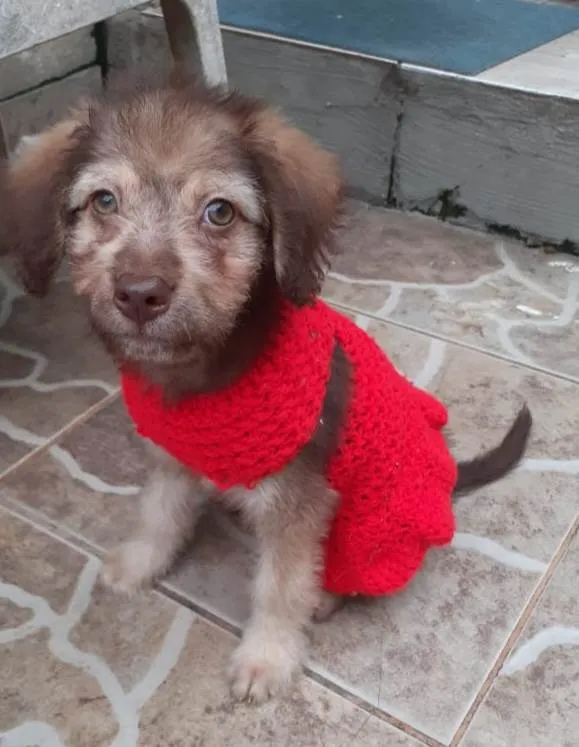 Cachorro raça Srd idade 2 a 6 meses nome Filhote 3 meses 