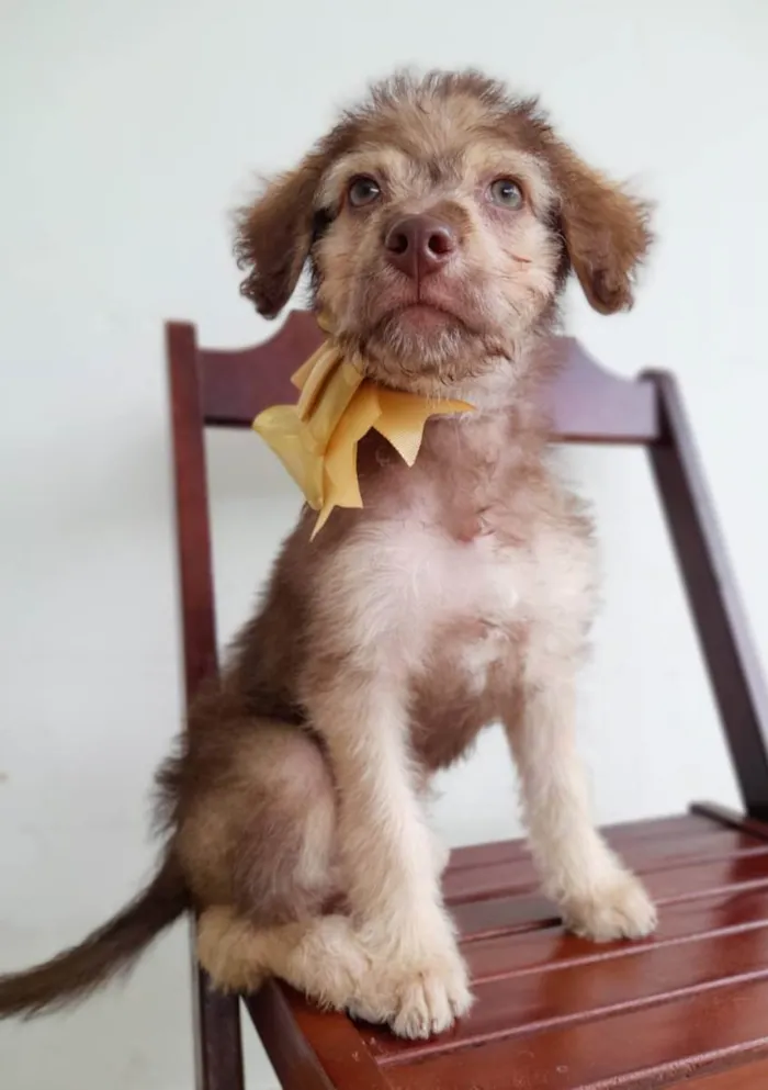 Cachorro raça Srd idade 2 a 6 meses nome Filhote 3 meses 