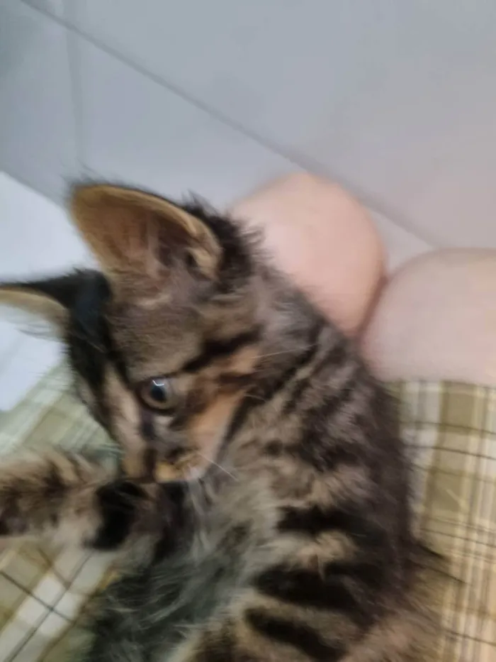 Gato ra a Felino SRD idade 2 a 6 meses nome Plic Ploc