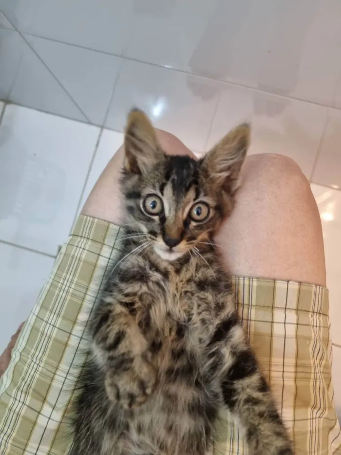 Gato ra a Felino SRD idade 2 a 6 meses nome Plic Ploc