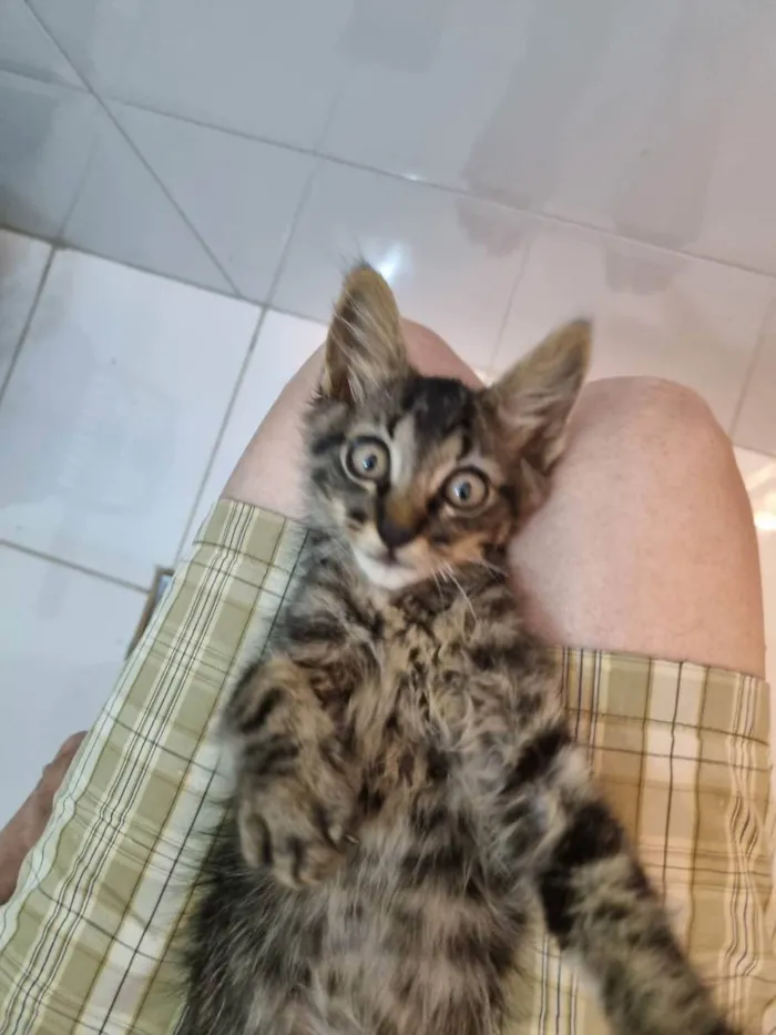 Gato ra a Felino SRD idade 2 a 6 meses nome Plic Ploc